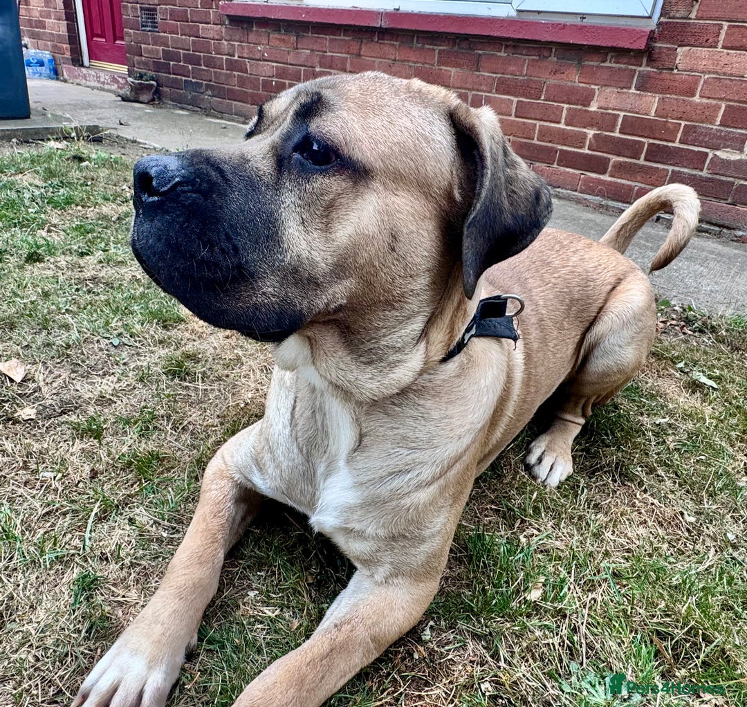 Cane Corso dogs for sale: 🐾 Male Cane Corso  - Image 2