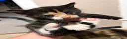 Mixed Breed cats for sale: Kittens  in Dewsbury - Advert 6