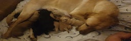 Labrador Retriever dogs for sale: 9 stunning Labrador retrievers 8 weeks old  - Advert 6