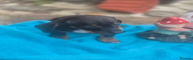 Miniature Dachshund boy 1