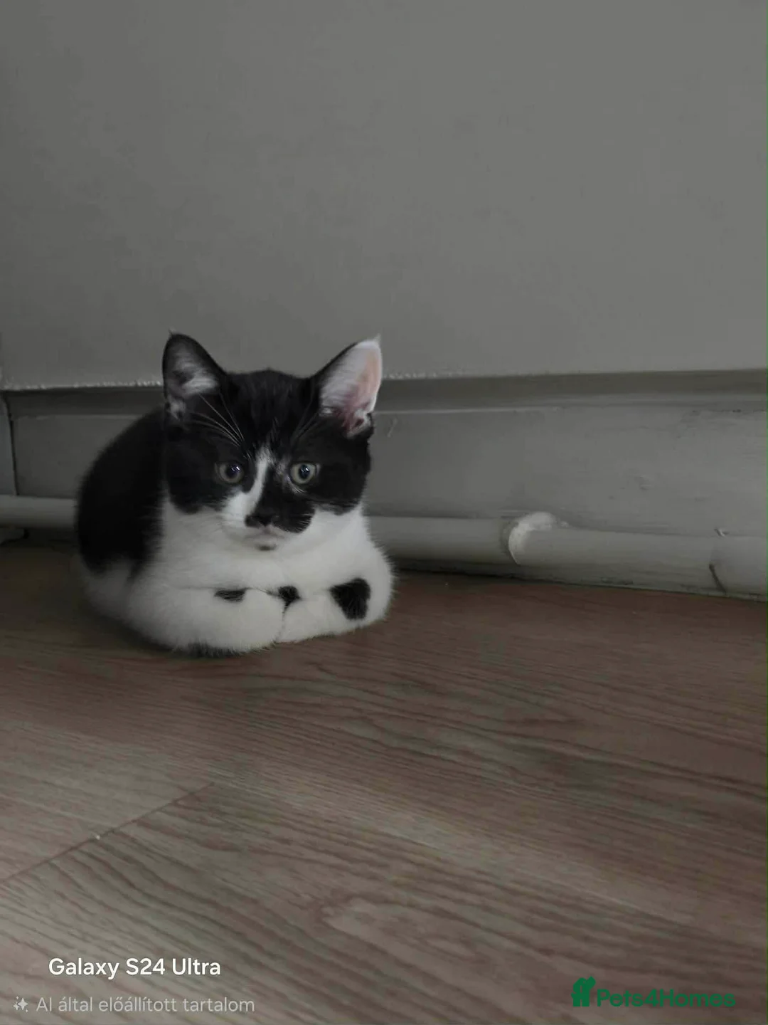 Mixed Breed cats for sale: Kittens  - Advert 5