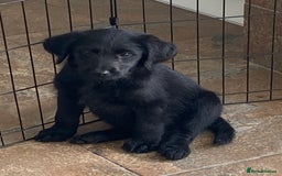 Labradoodle dogs for sale: F1 labradoodles  - Image 1