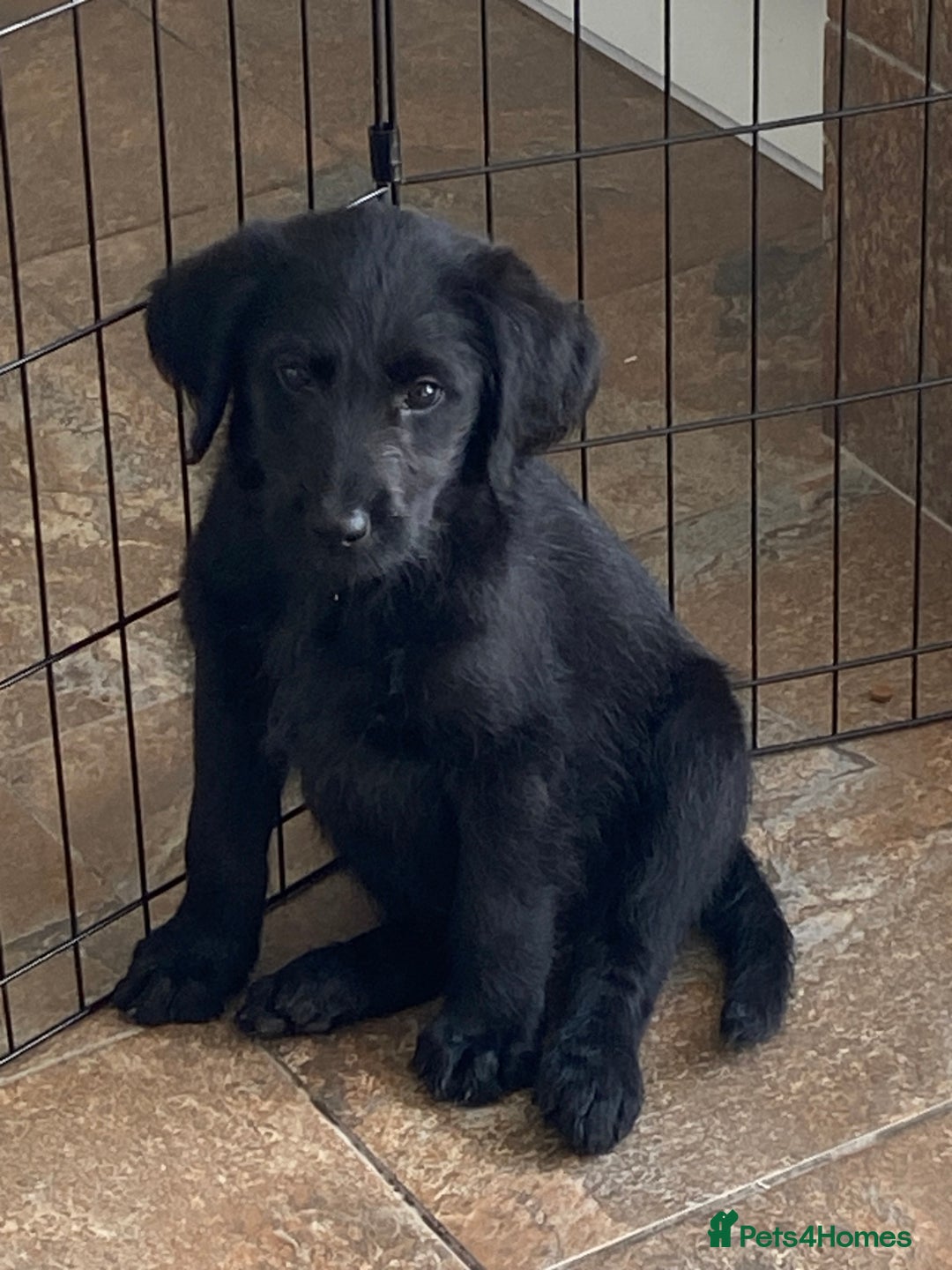 Labradoodle dogs for sale: F1 labradoodles  - Image 1