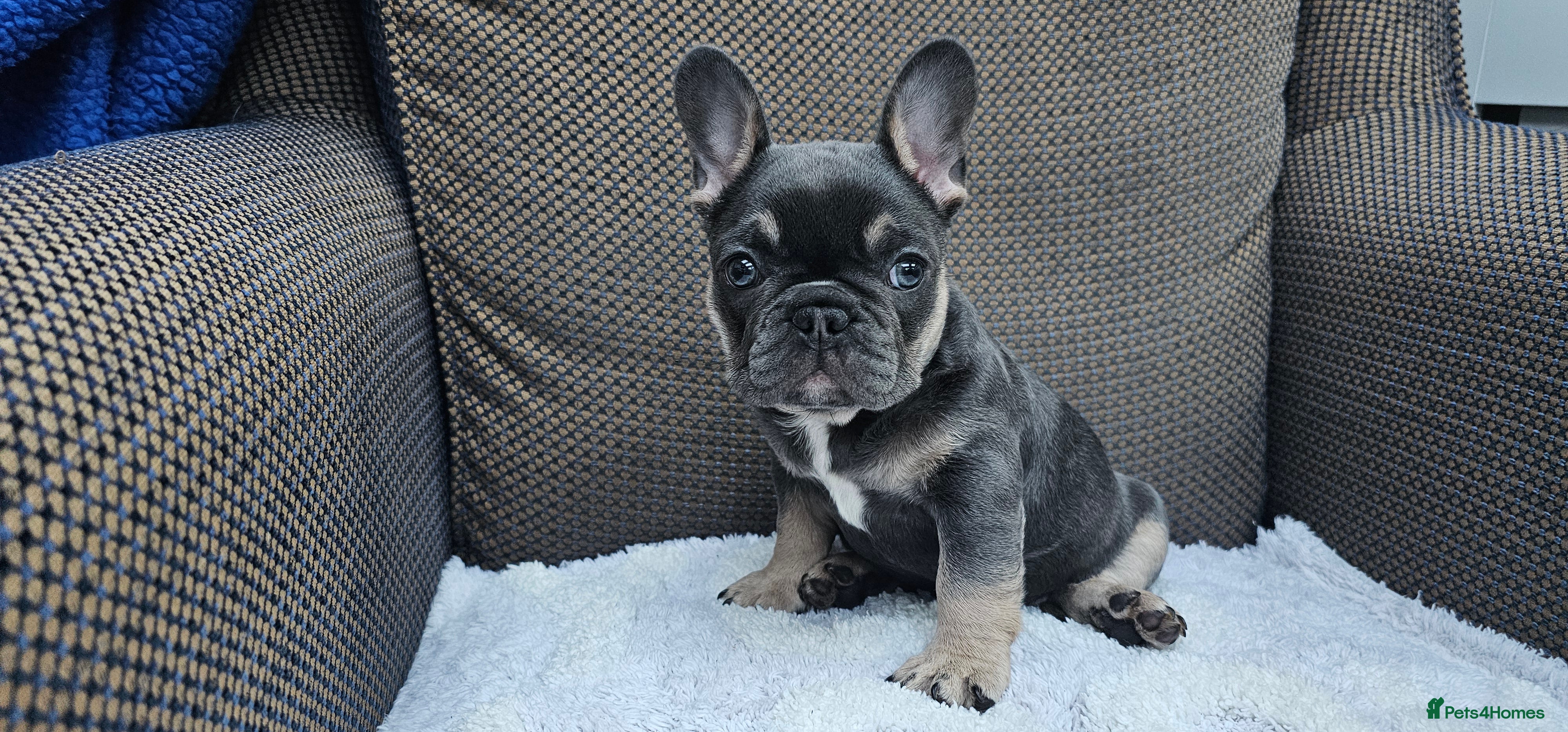 French Bulldog dogs French bulldog puppies  - Advert 18