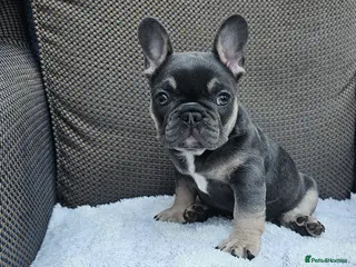 French Bulldog dogs French bulldog puppies - Advert 18
