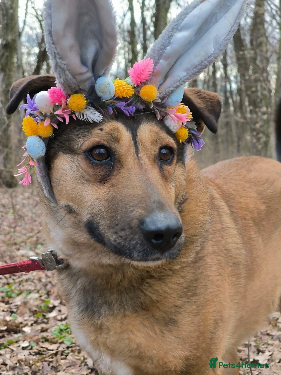 Mixed Breed dogs ❤️LUCY❤️- A Golden Heart Behind a Simple Look - Advert 1