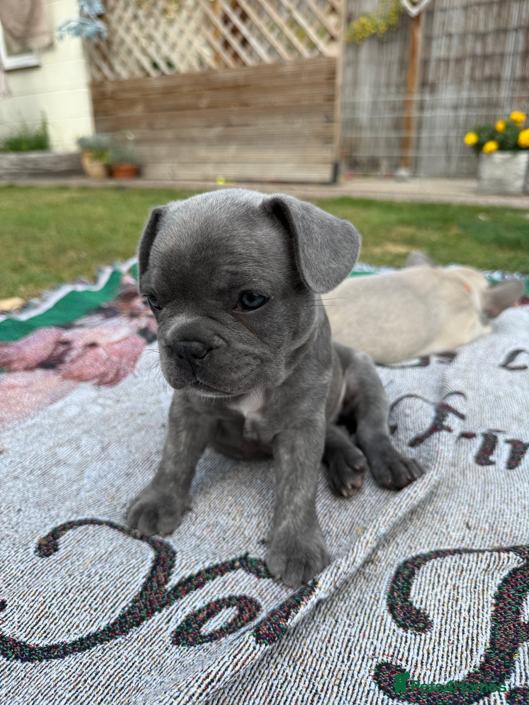 French Bulldog dogs for sale: READY TO GO THIS BANK HOLIDAY WEEKEND £1,300 ONO  - Image 10