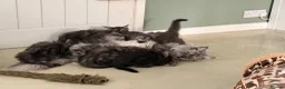 Maine Coon cats for sale: TICA Reg Black Smoke Maine Coon Kittens - Advert 8