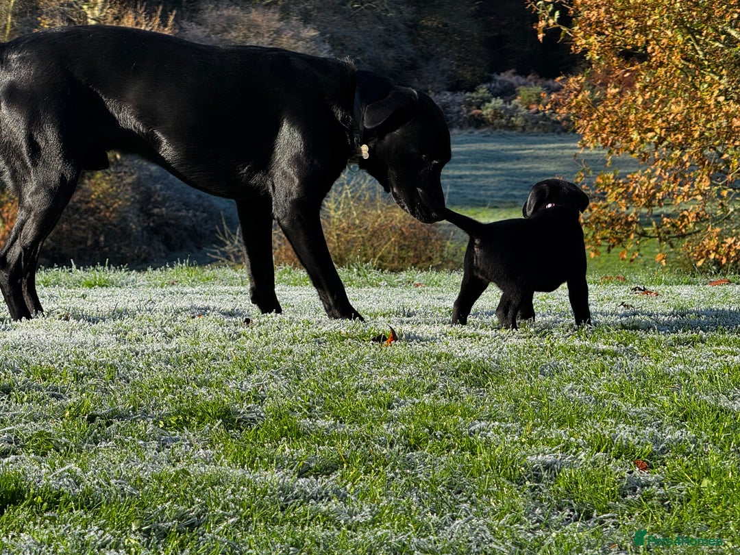 Labrador Retriever dogs for sale: Labrador Puppies  - Advert 25