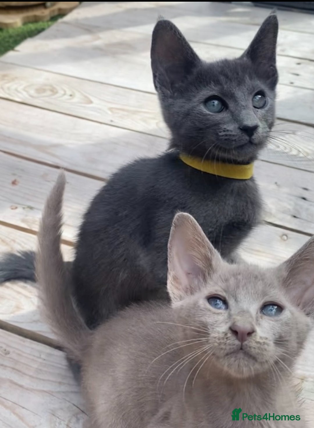 Mixed Breed cats for sale: Oriental X Siamese  - Image 31