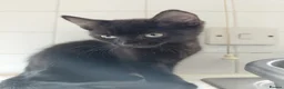 Mixed Breed cats for adoption: Kittens black + black and white rescue - Advert 4