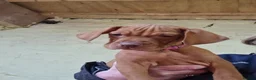 Hungarian Vizsla dogs for sale: Beautiful KC Registered Hungarian Vizsla Puppies  - Advert 11