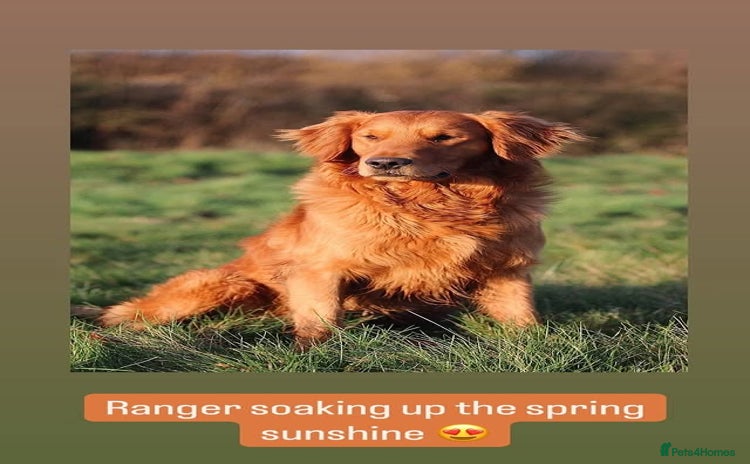 Golden Retriever dogs in Oxted - Advert 2