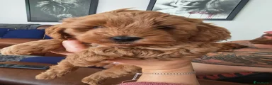 Cockapoo 1