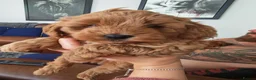 Cockapoo dogs for sale: Miniature Cockapoo  in Chesterfield - Advert 2
