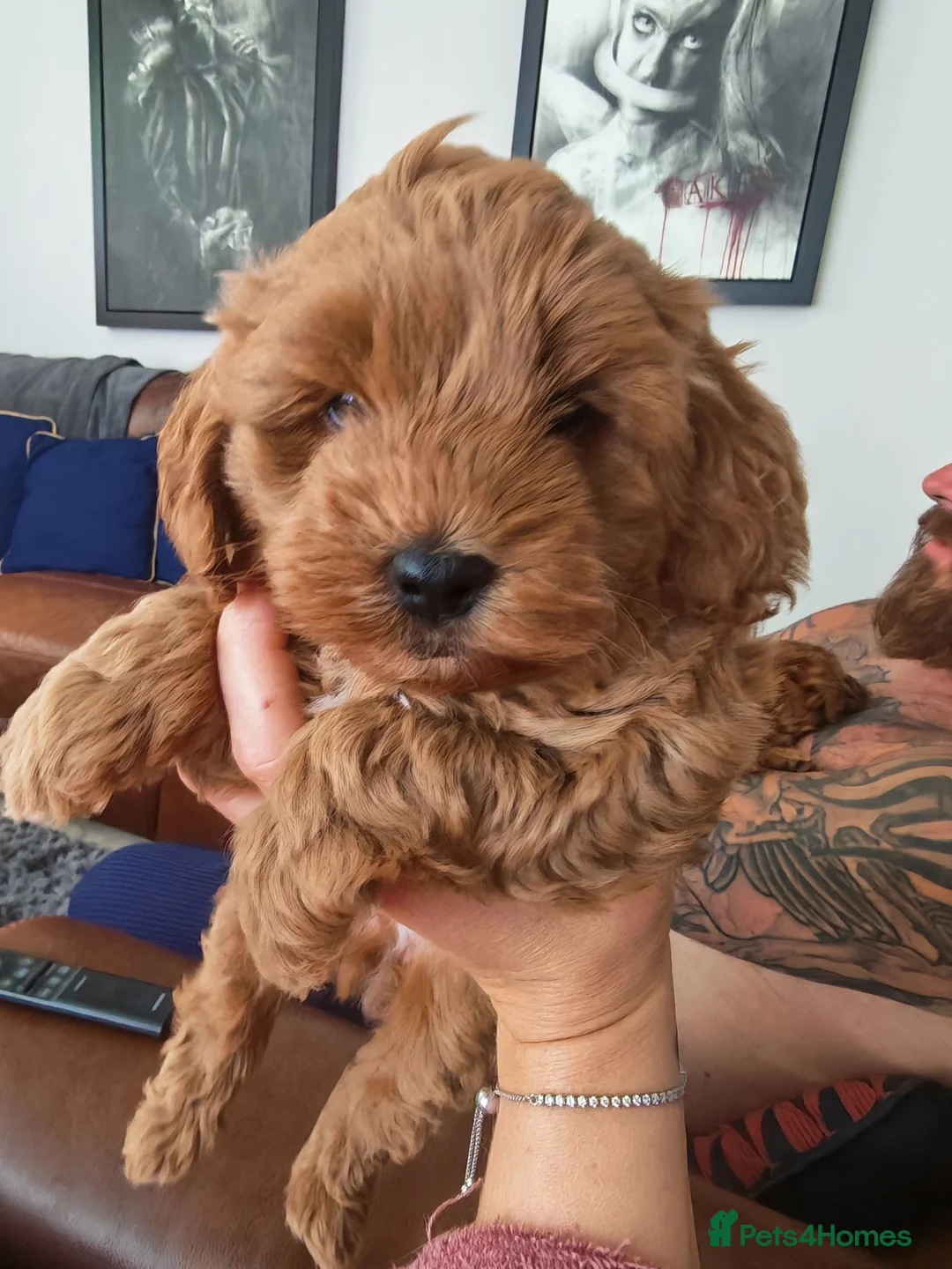 Cockapoo dogs for sale: Miniature Cockapoo  in Chesterfield - Advert 2