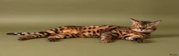 Bengal cats for stud: Stud cat Tica actives 5 generations pedigree  in Barnsley - Advert 5