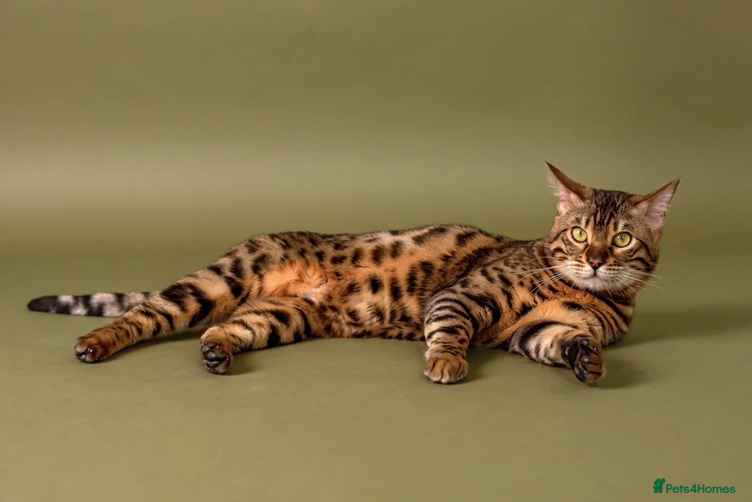 Bengal cats for stud: Stud cat Tica actives 5 generations pedigree  in Barnsley - Advert 5