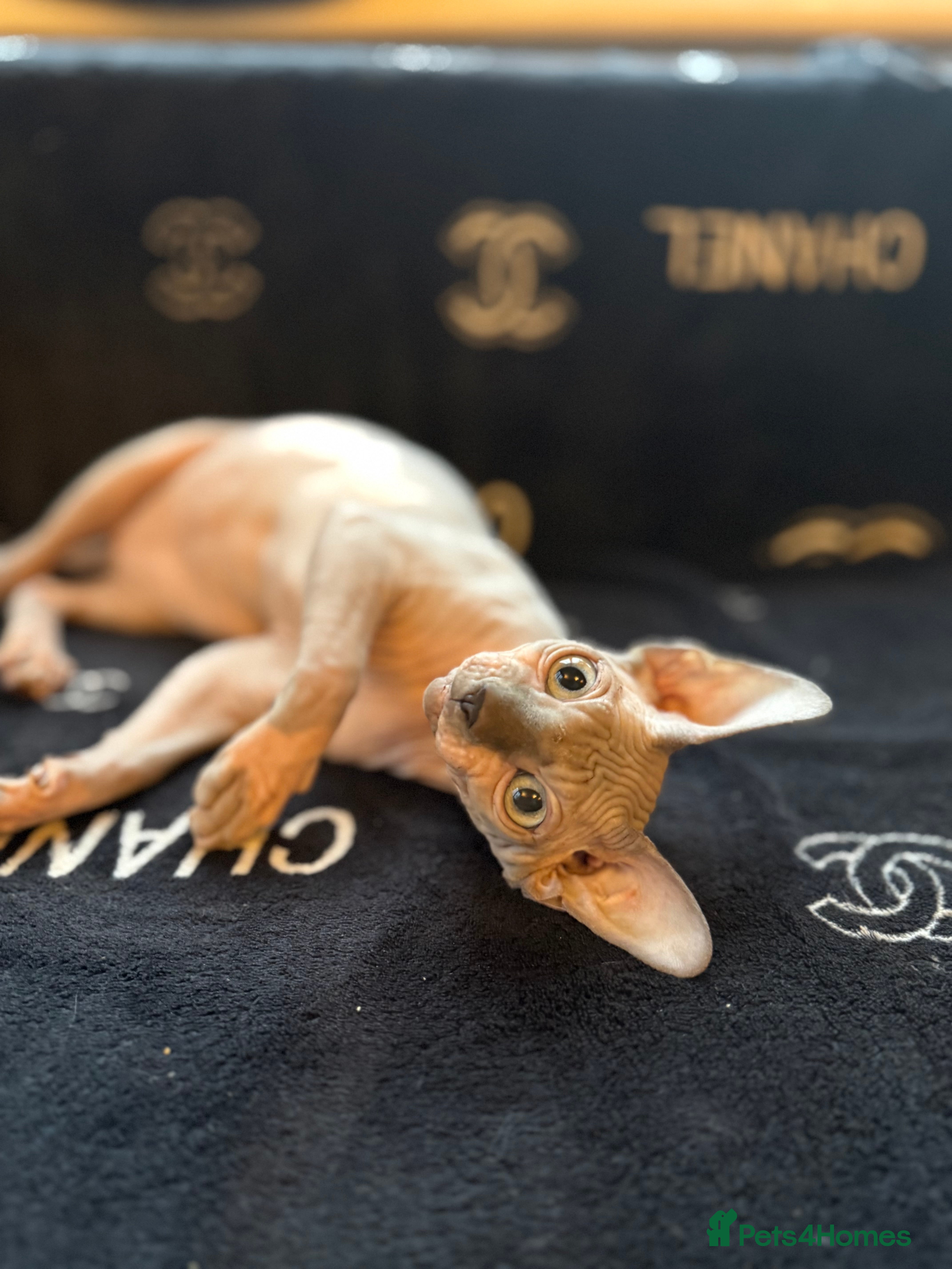 Sphynx cats Stunning Blue Eyed Bicolour Sphynx Boy  - Advert 5