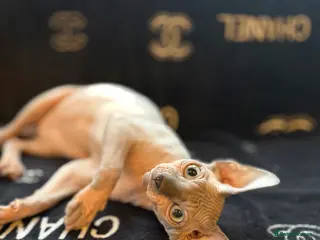 Sphynx cats Stunning Blue Eyed Bicolour Sphynx Boy - Advert 5
