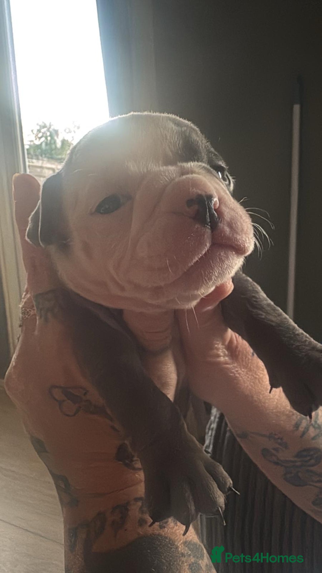 Olde English Bulldogge dogs for sale: English bulldogs  - Image 12