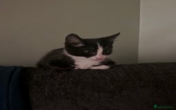 British Shorthair cats for sale: Milo  - Image 2