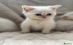 British Shorthair cats for sale: Champion sired Golden Colourpoint Kittens  - Image 23