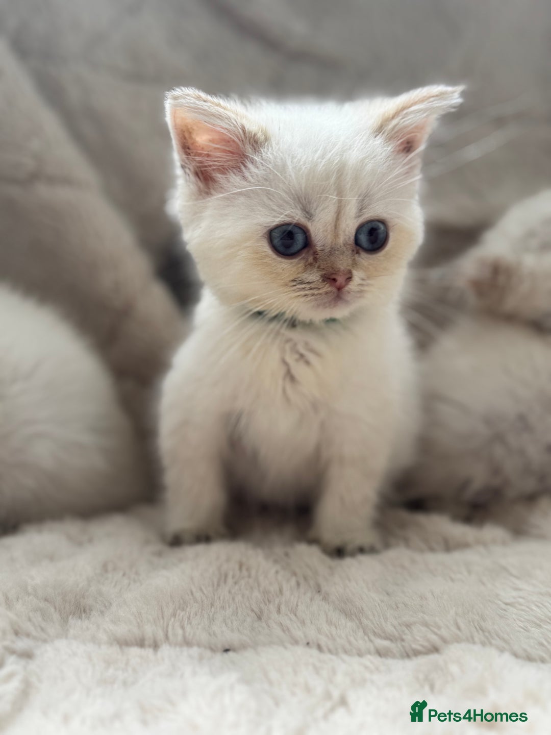 British Shorthair cats for sale: Champion sired Golden Colourpoint Kittens  - Image 23