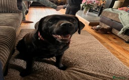 Labrador Retriever dogs for sale: Fully vaccinated chunky pedigree pups  - Advert 9