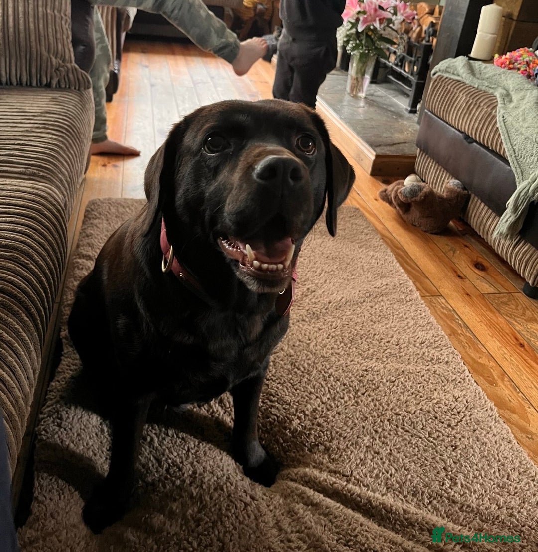 Labrador Retriever dogs for sale: Fully vaccinated chunky pedigree pups  - Advert 9