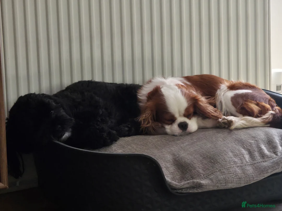 Cavalier King Charles Spaniel dogs for sale: KC Cavalier King Charles puppies - Advert 7