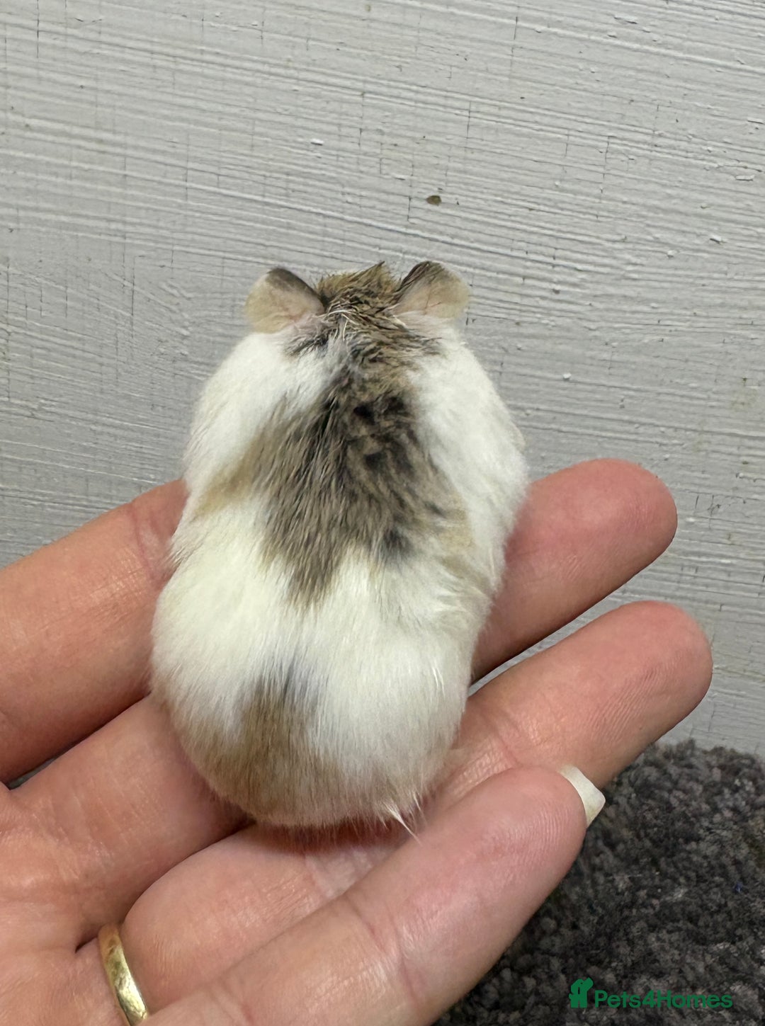 Hamster rodents for sale: Dwarf robrovski hamster babies  - Image 5
