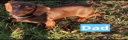 Miniature Dachshund dogs for sale: Miniature dachshund puppies in Perth - Advert 15