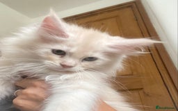Maine Coon cats for sale: Ready Now  - Image 11