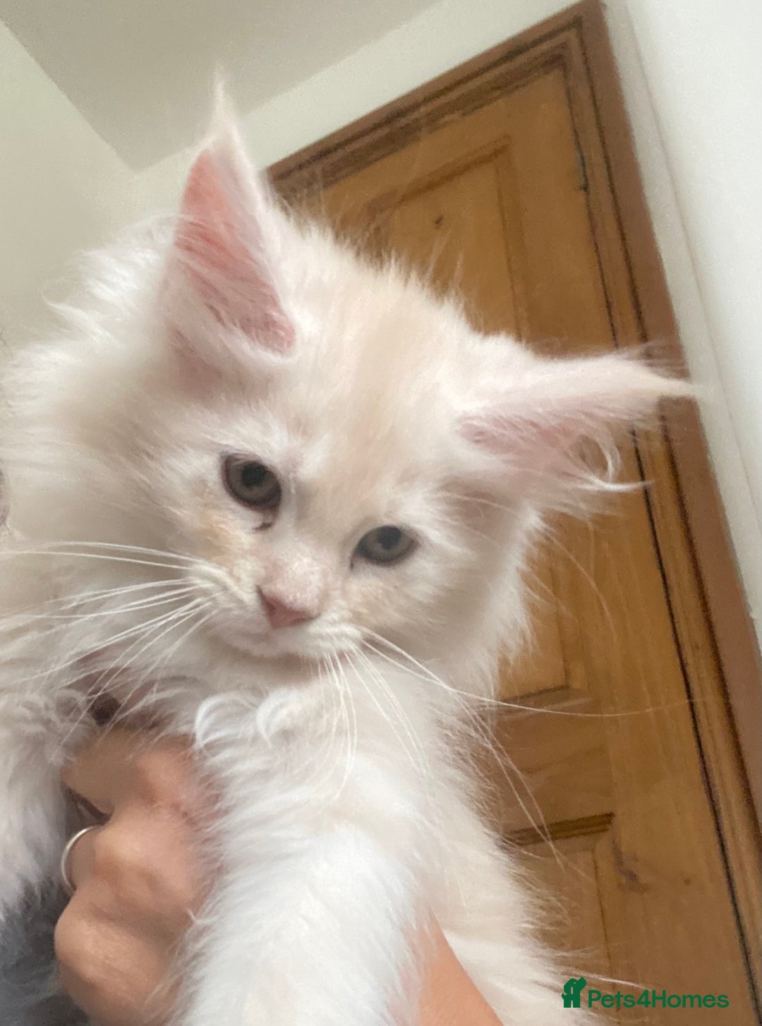 Maine Coon cats for sale: Ready Now  - Image 11