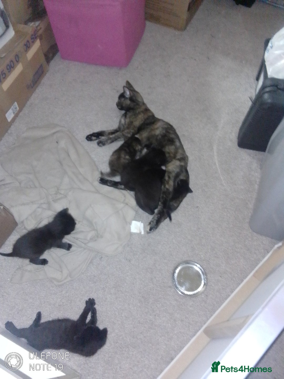 Mixed Breed cats for sale: Kittens - Image 7