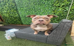 American Bully dogs for sale: AMERICAN POCKET BULLYS - Image 22
