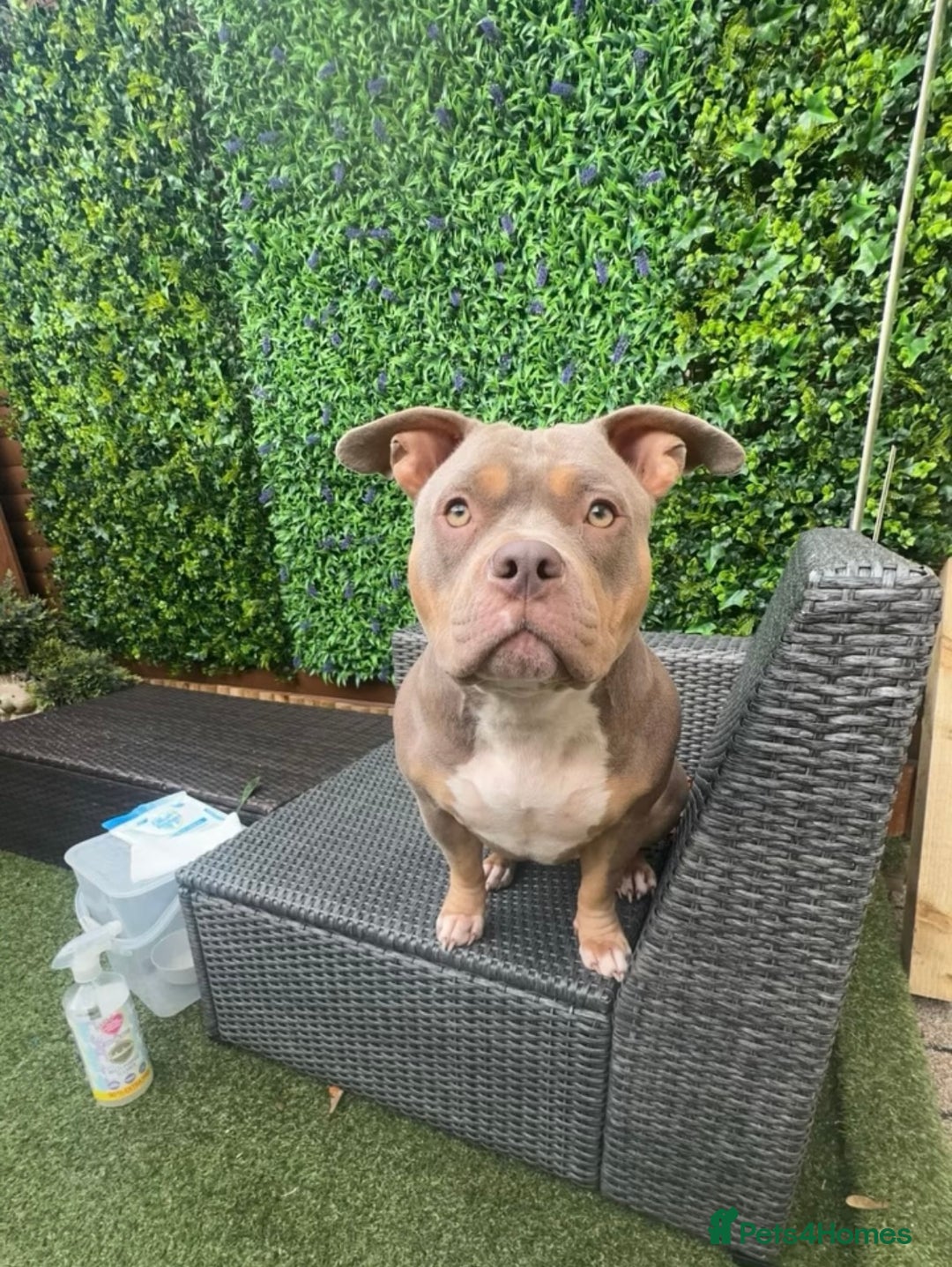 American Bully dogs for sale: AMERICAN POCKET BULLYS - Image 22