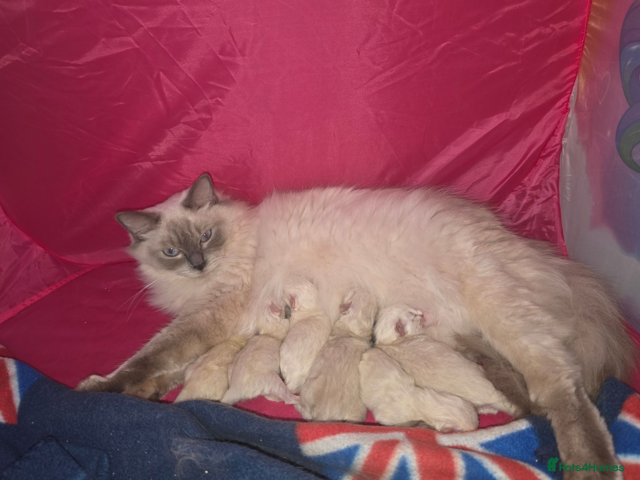 Ragdoll cats Beautiful Ragdoll Kittens Looking for Forever Home - Advert 3