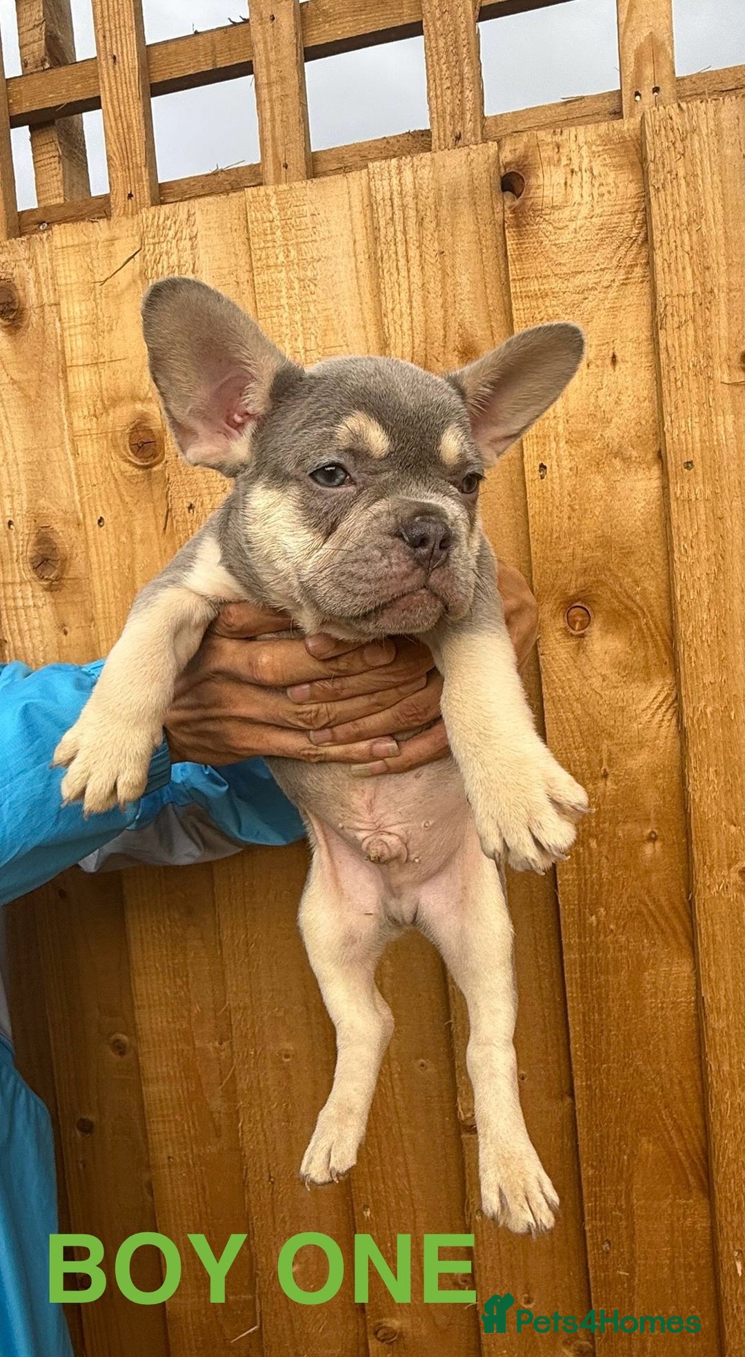French Bulldog dogs for sale: French Bulldog Puppies - Image 8