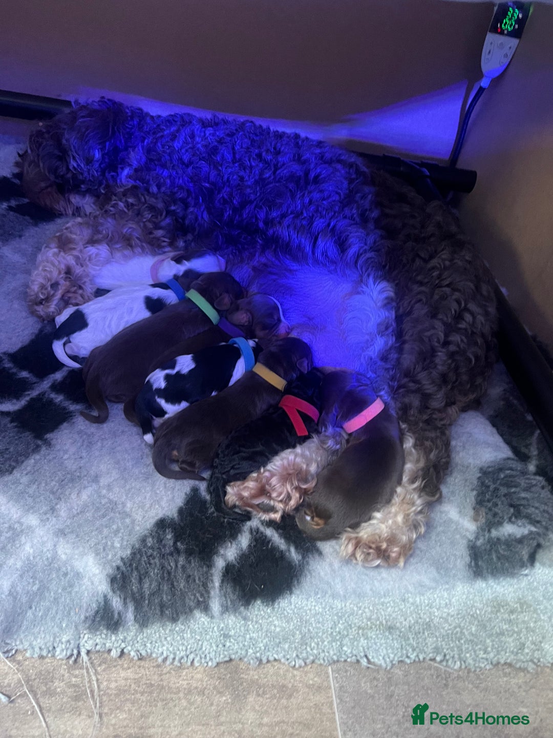 Cockapoo dogs for sale: Stunning litter of f1b cockapoo puppies  - Image 20