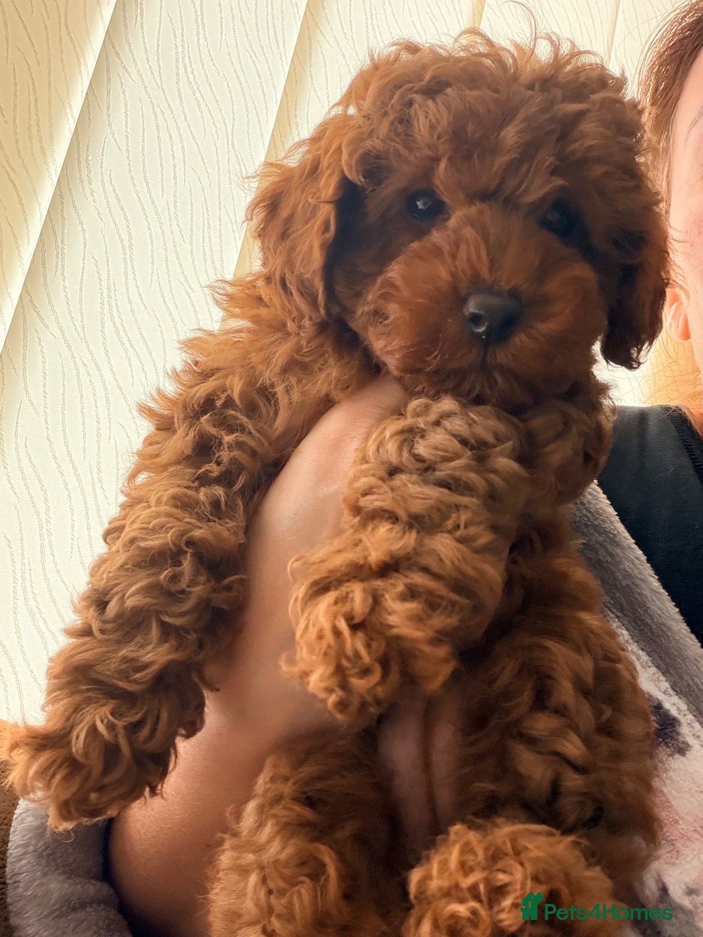 Miniature Poodle dogs Kc gorgeous red mini Poodle 5 gen pedigree  - Advert 9
