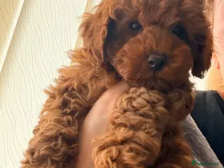 Miniature Poodle dogs Kc gorgeous red mini Poodle 5 gen pedigree - Advert 9