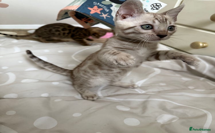Bengal cats - Advert 1