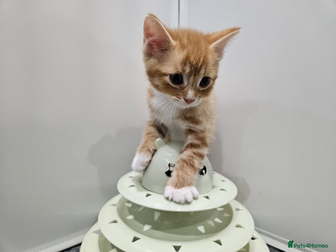 Mixed Breed cats for sale: Lovely kittens for sale  - Image 13