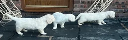 Golden Retriever dogs for sale: Little Polar Bear Puppies - Advert 7