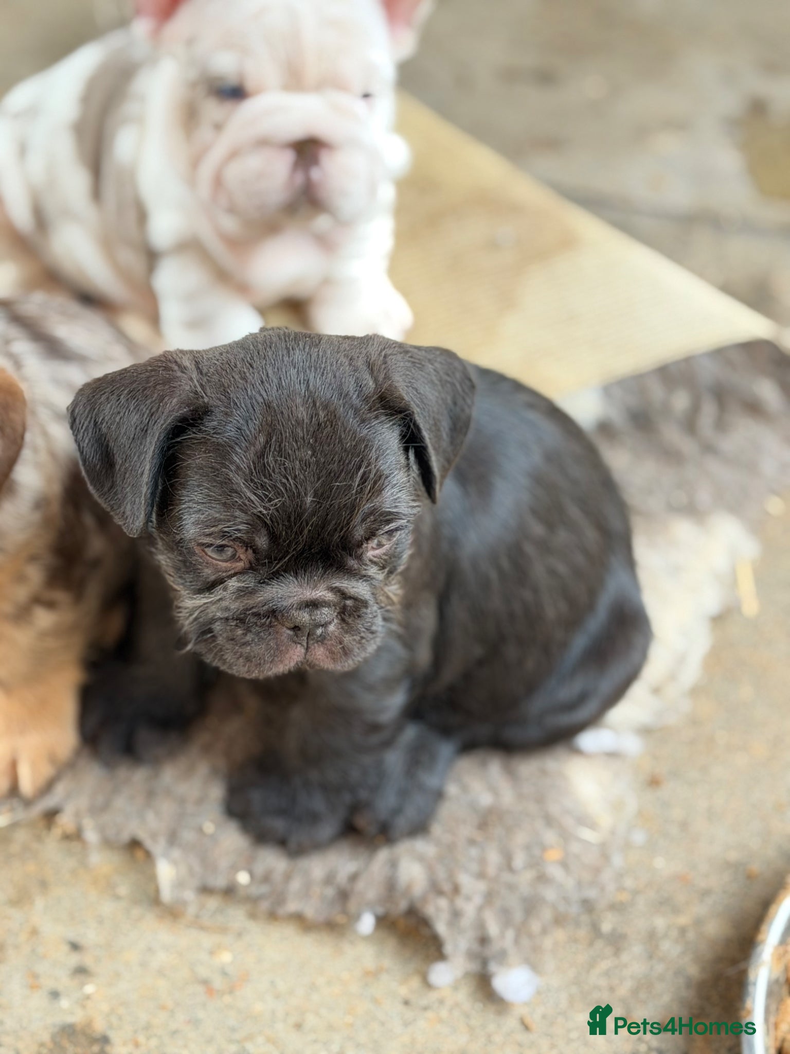 French Bulldog dogs **Beautiful French Bulldog Puppies** - Advert 1