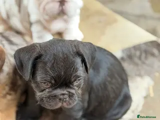 French Bulldog dogs **Beautiful French Bulldog Puppies** - Advert 1