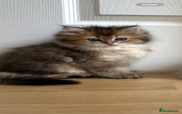 British Longhair cats for sale: Looking for a new family!!!!  - Image 7