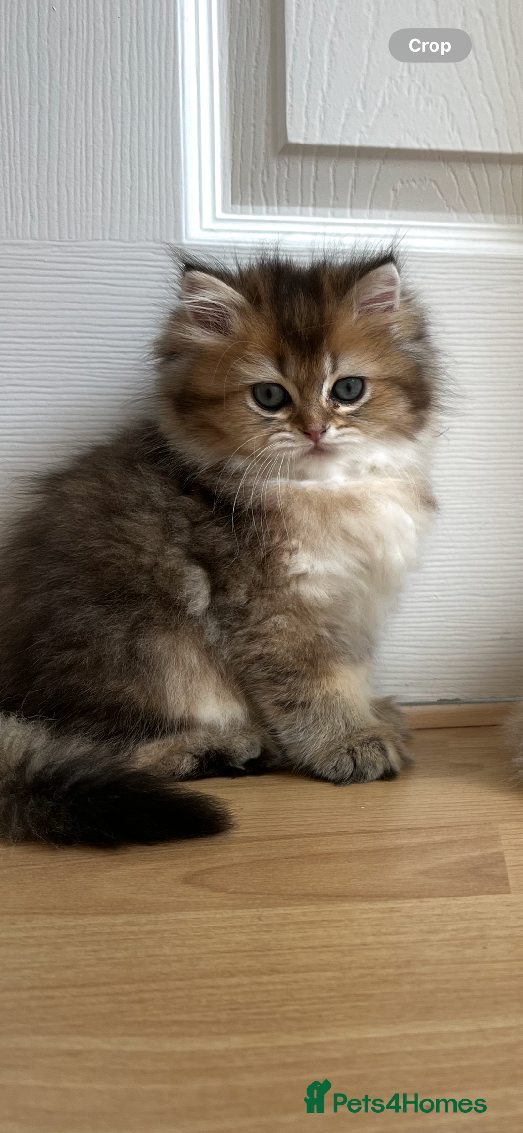 British Longhair cats for sale: Looking for a new family!!!!  - Image 7